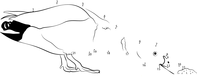 Mallard Duck Eating Bread dot to dot worksheets