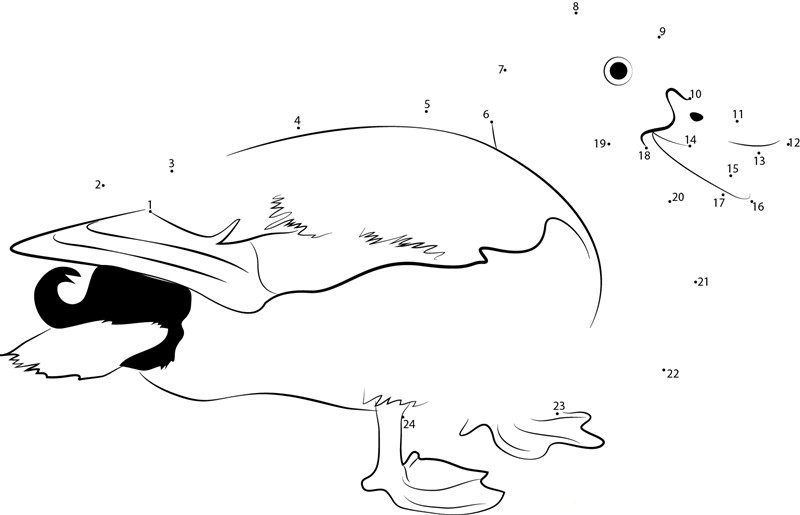 Pato Duck dot to dot worksheets