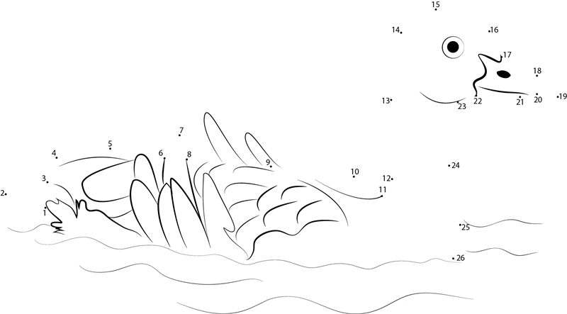 Plumed Whistling Duck On The Water dot to dot worksheets