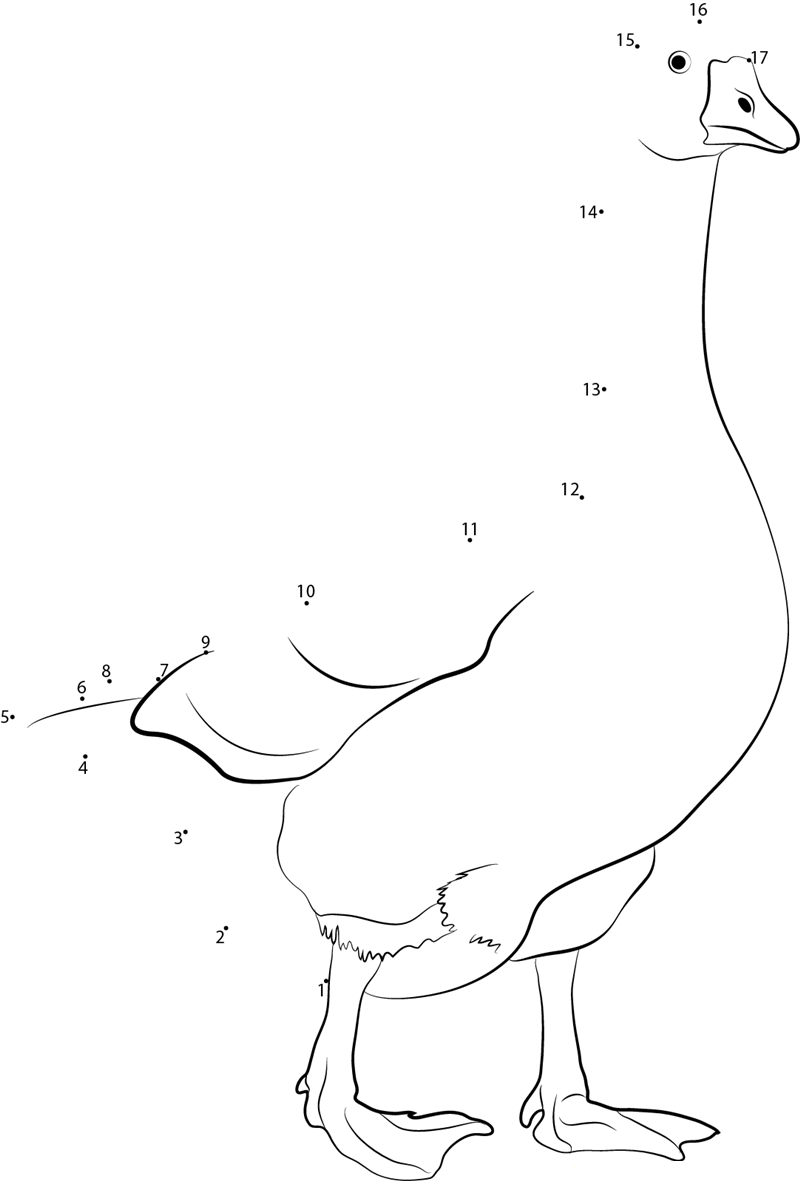 White Runner Ducks dot to dot worksheets