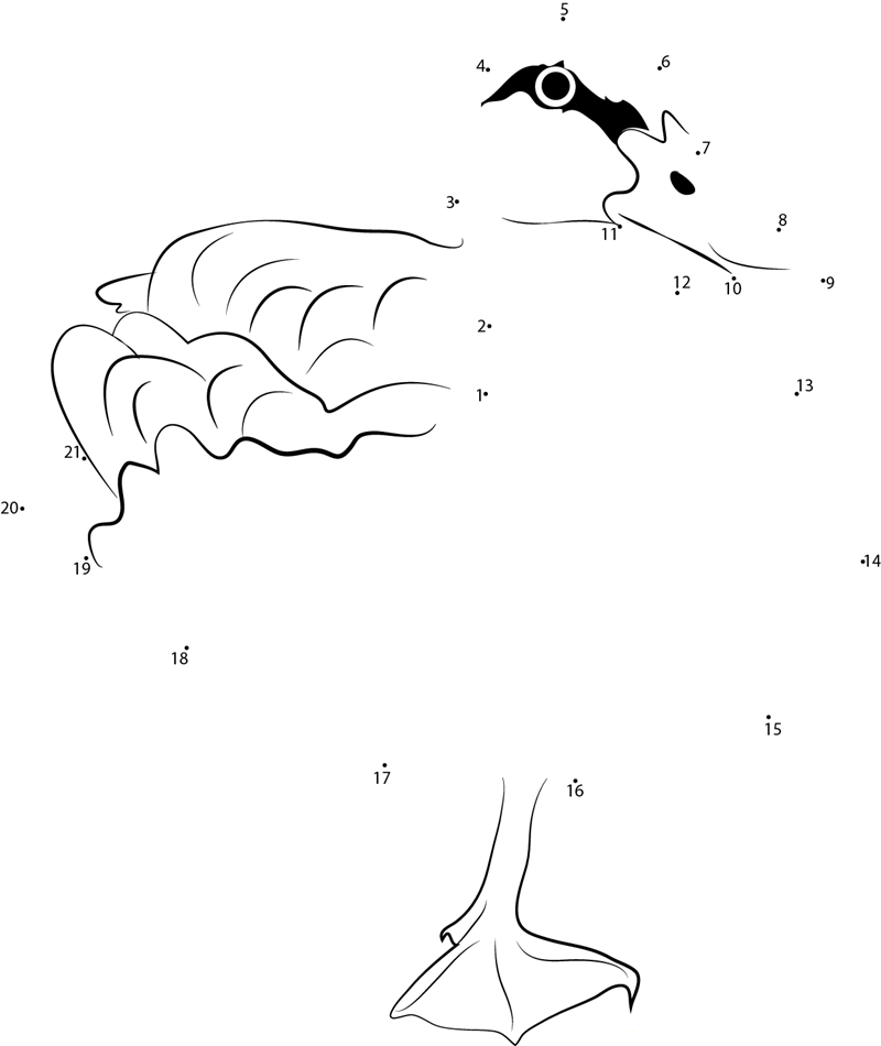 Yellow Billed Duck printable dot to dot worksheet