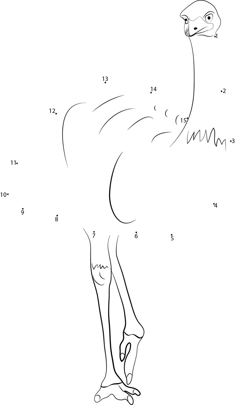 Male Emu Bird dot to dot worksheets