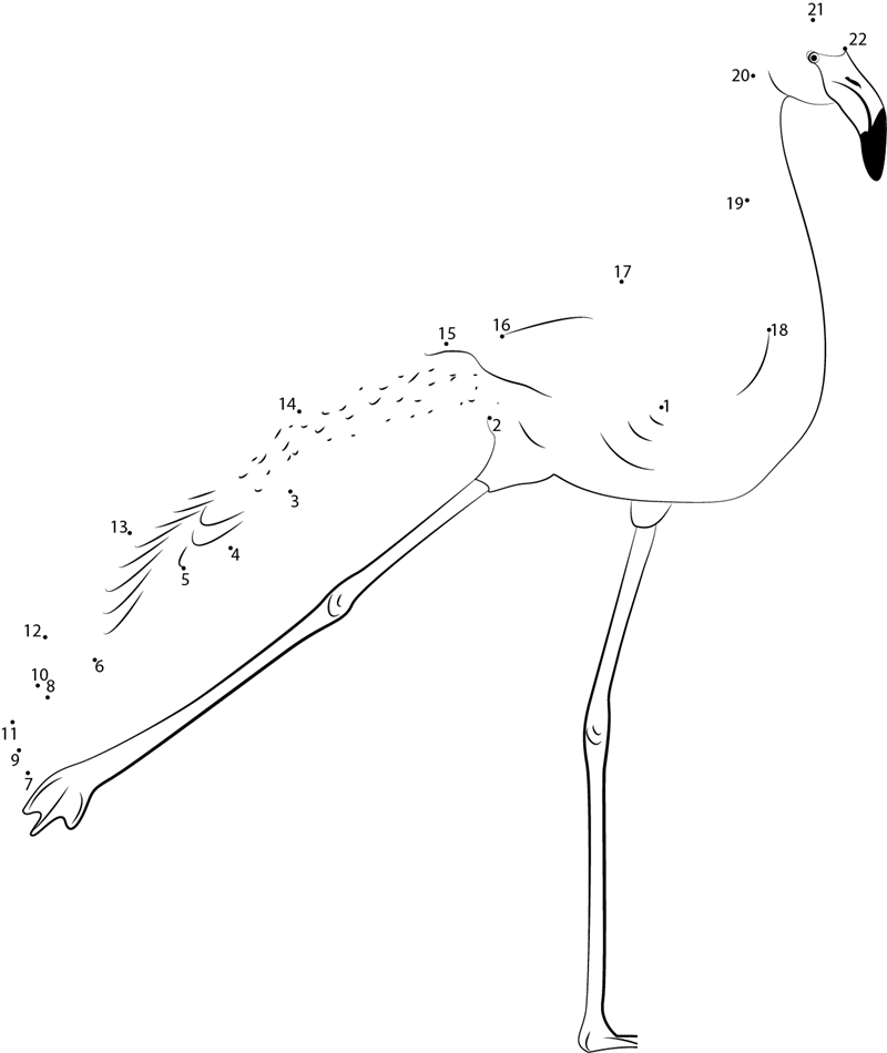 Flamingo Bird Dance printable dot to dot worksheet