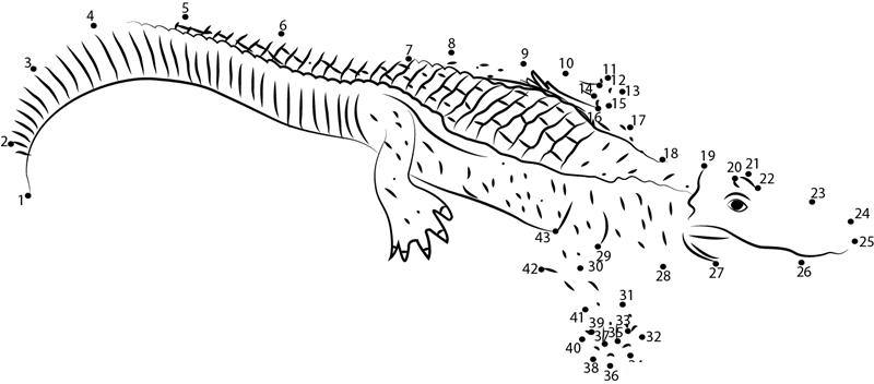 Albino Alligator dot to dot worksheets