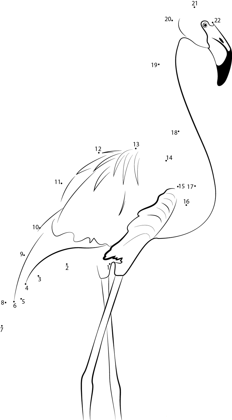 Phoenicopterus Andinus dot to dot worksheets