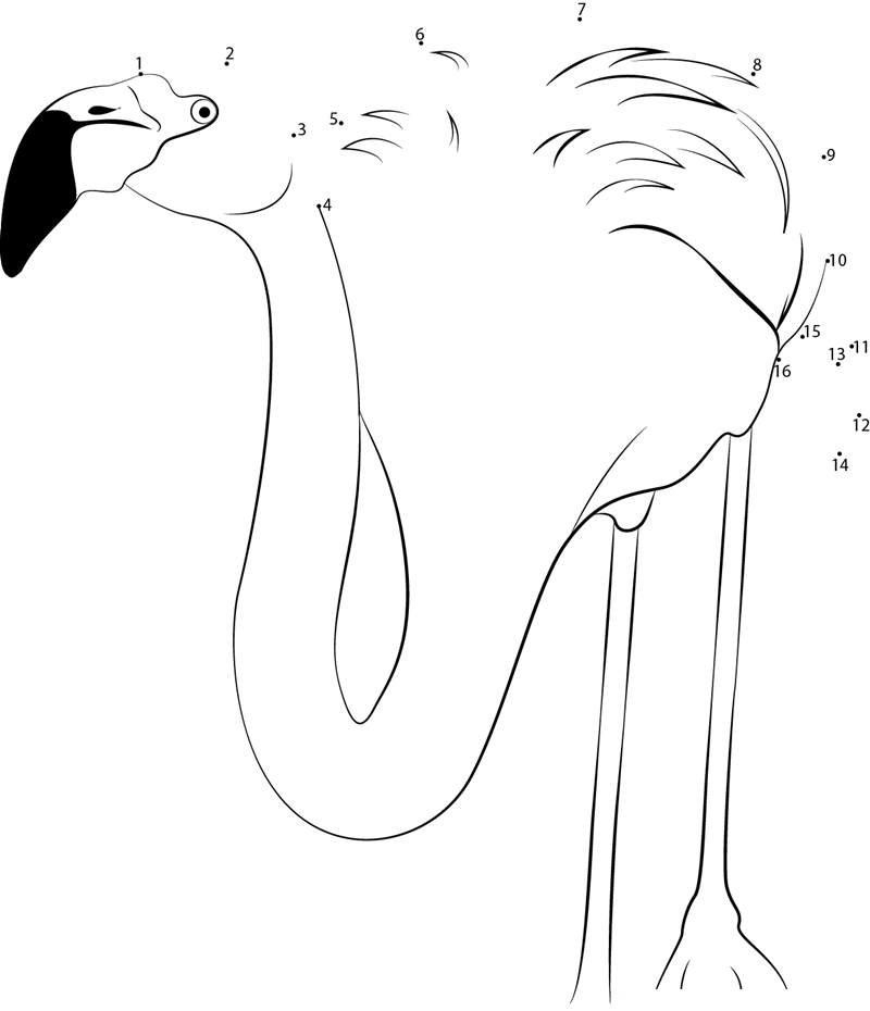 Phoenicopterus Chilensis printable dot to dot worksheet