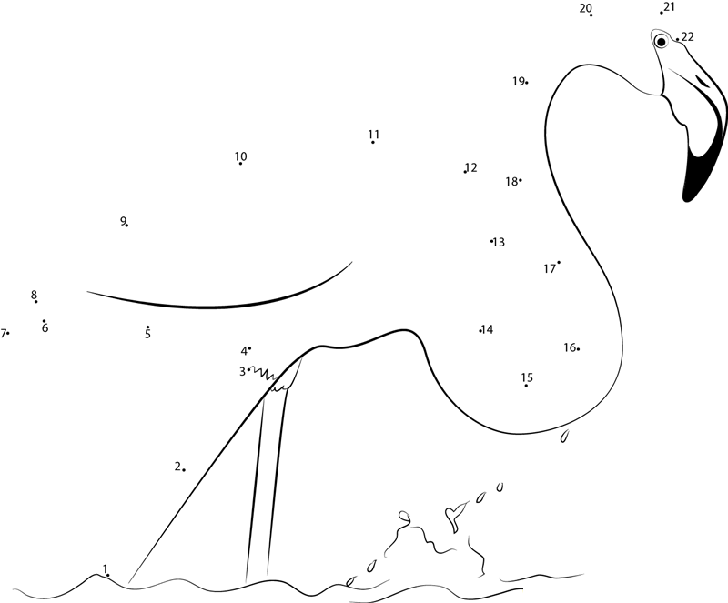 Phoenicopterus Roseus dot to dot worksheets