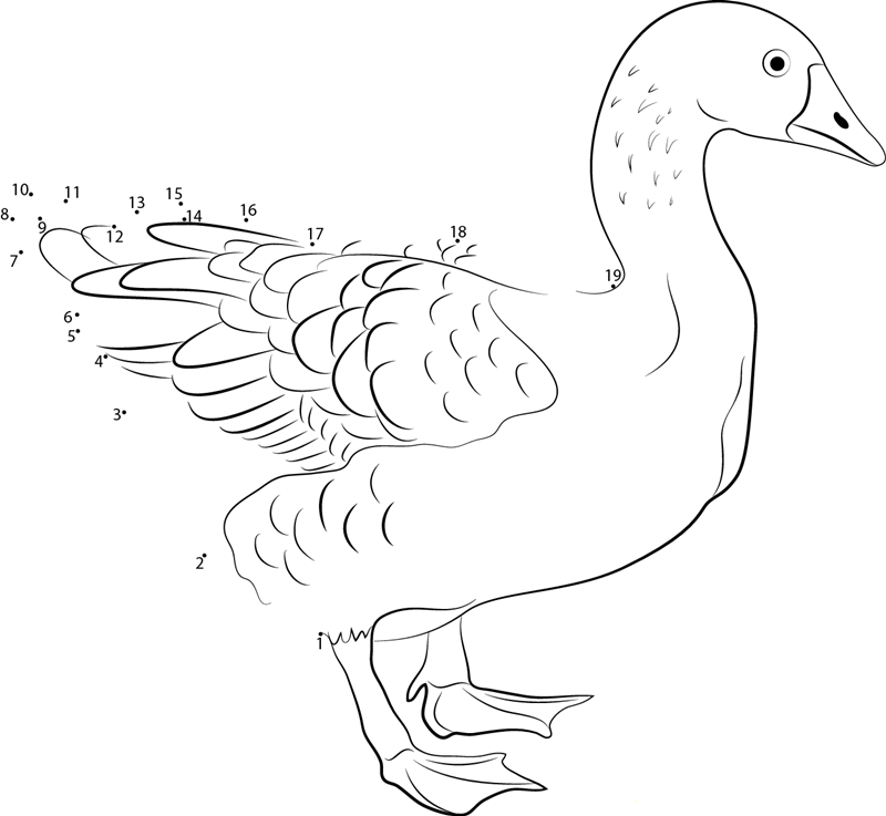 Domesticated Greylag Goose dot to dot worksheets