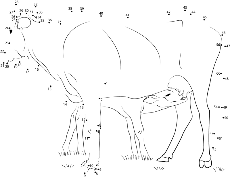 Cow Feeding Calf dot to dot worksheets