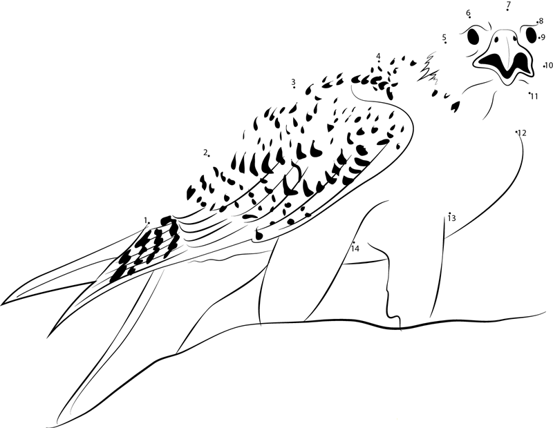 Adult White Gyrfalcon dot to dot worksheets