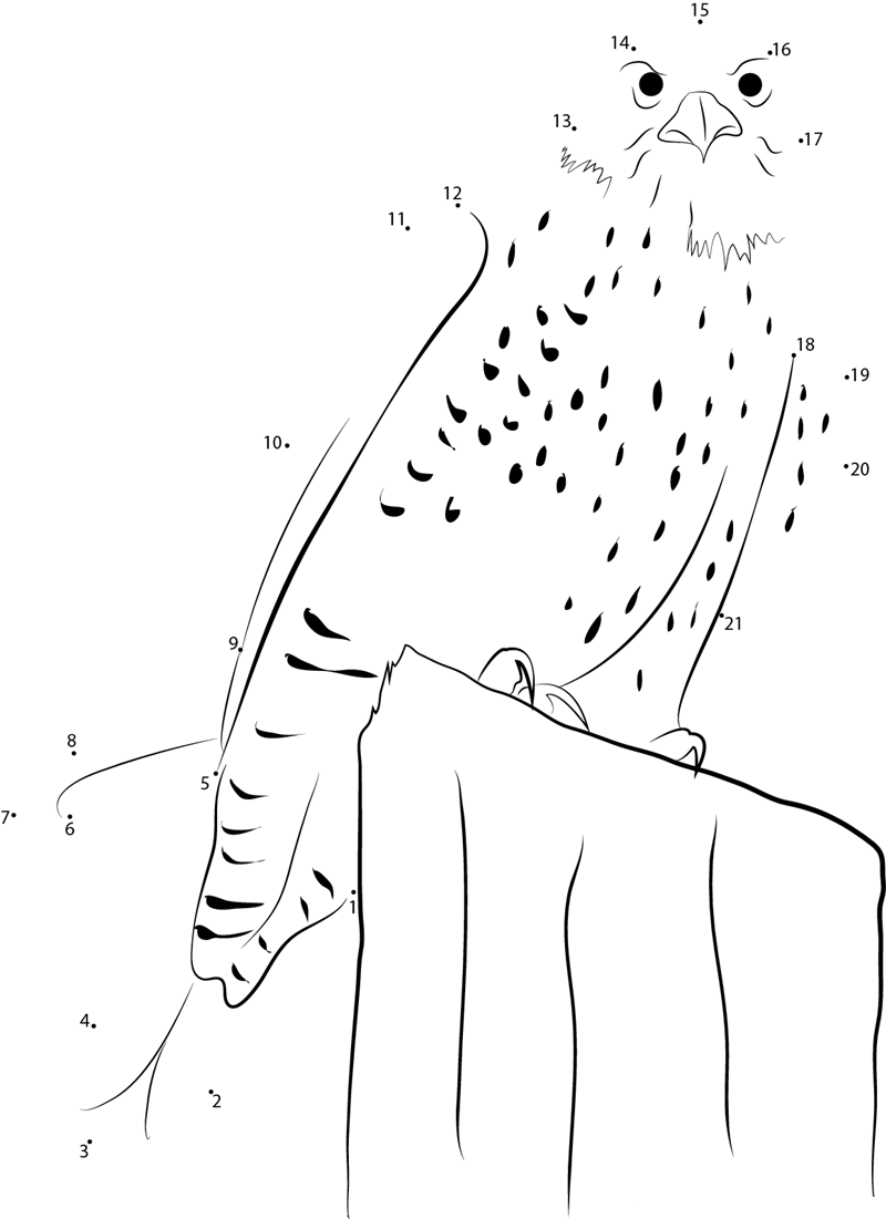 Gyrfalcon Looking At Me printable dot to dot worksheet