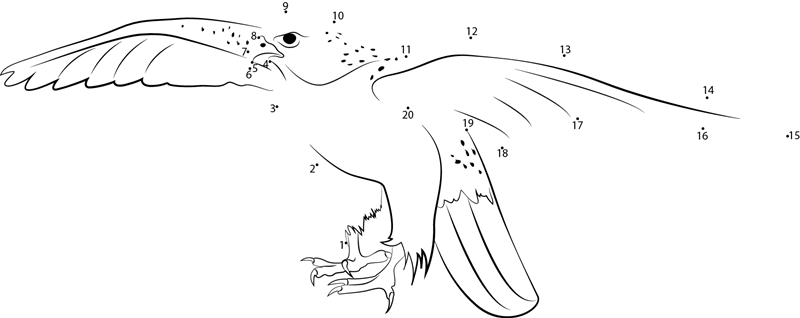 Gyrfalcon Open Wing printable dot to dot worksheet