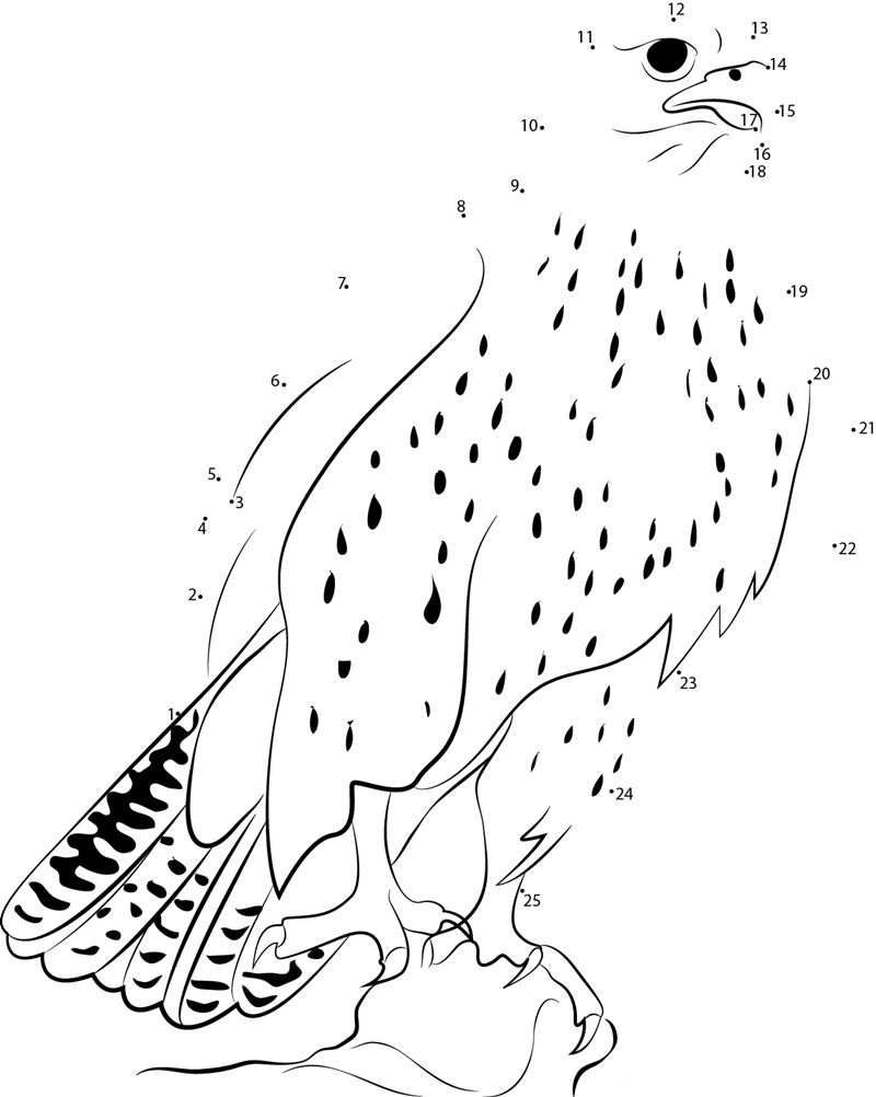 Gyrfalcon Sitting On Rock printable dot to dot worksheet