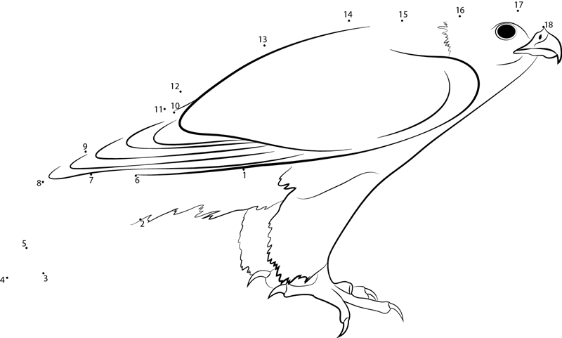 Male White Phase Gyrfalcon printable dot to dot worksheet