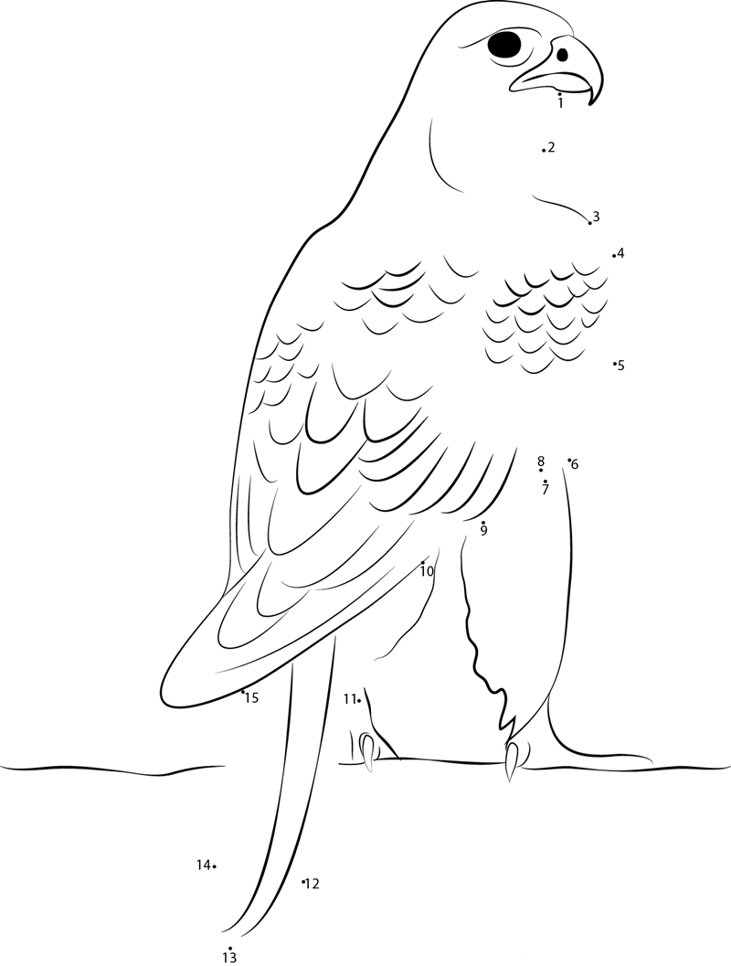 Silver Gyrfalcon printable dot to dot worksheet