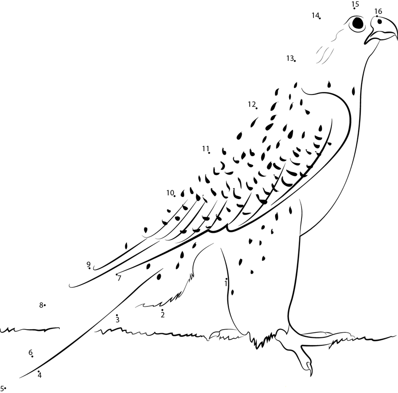 White Gyrfalcon printable dot to dot worksheet