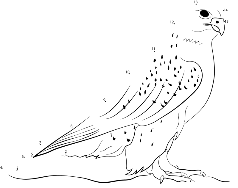 White Gyrfalcon Female printable dot to dot worksheet