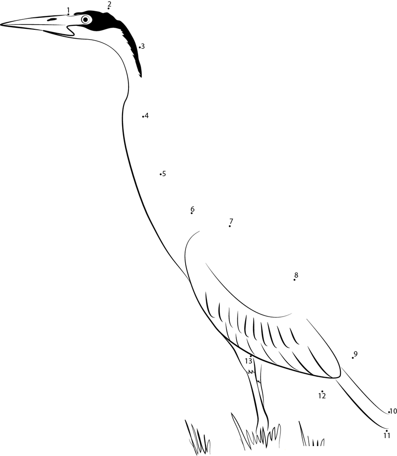 Black Headed Heron printable dot to dot worksheet