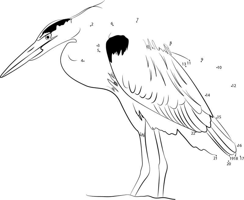 Great Blue Heron Walk printable dot to dot worksheet