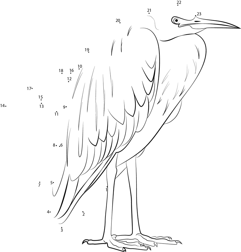 White Faced Heron dot to dot worksheets