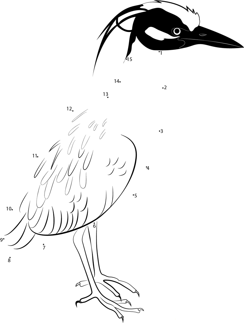 Yellow Crowned Night Heron printable dot to dot worksheet