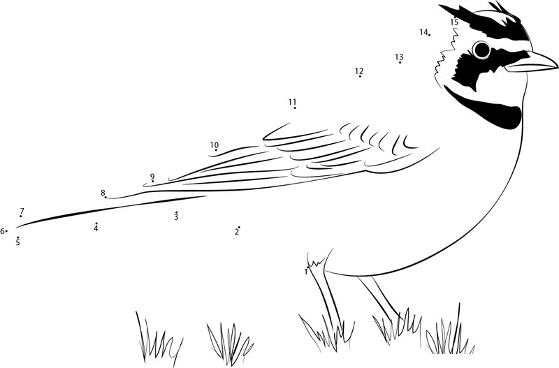 Horned Lark On Ground printable dot to dot worksheet