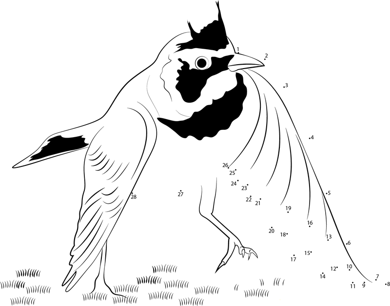 Horned Lark Running printable dot to dot worksheet