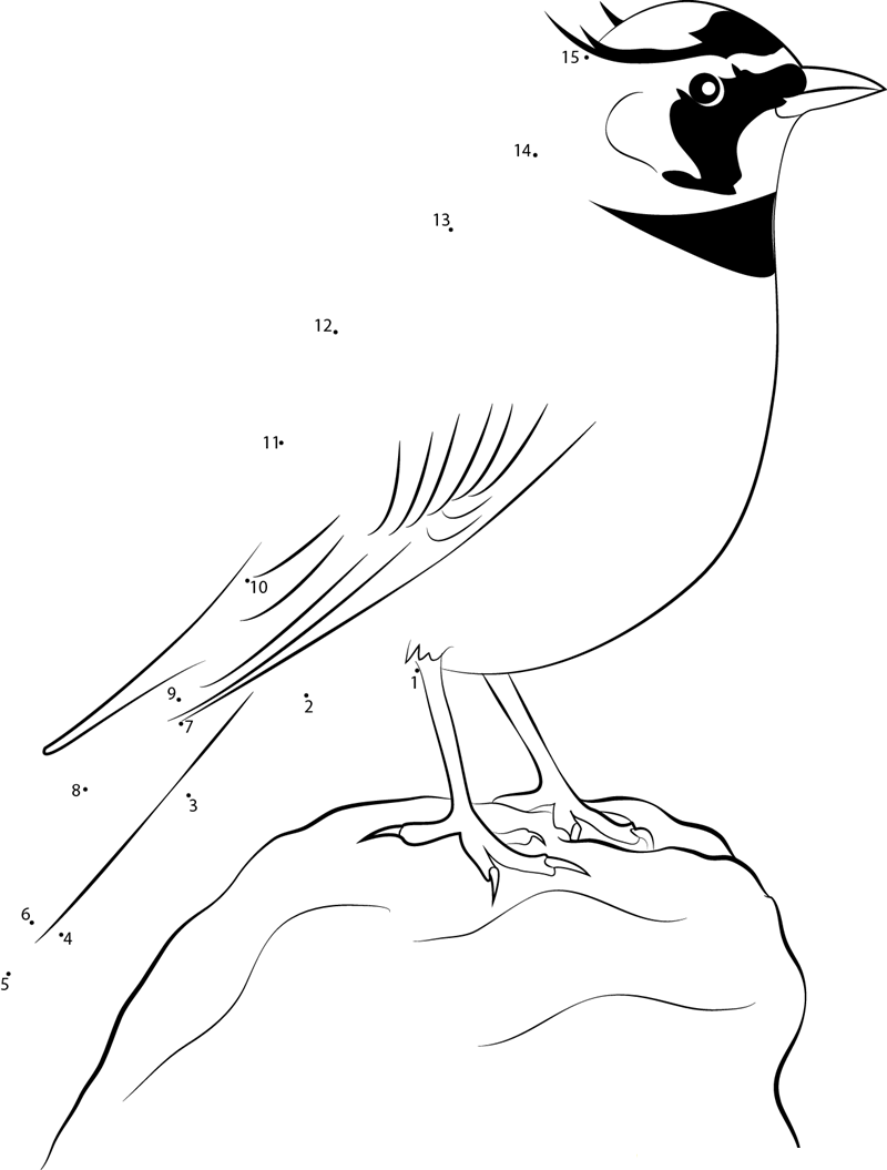 Temminck X27 S Horned Lark printable dot to dot worksheet