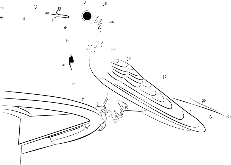 Amazilia Hummingbird printable dot to dot worksheet