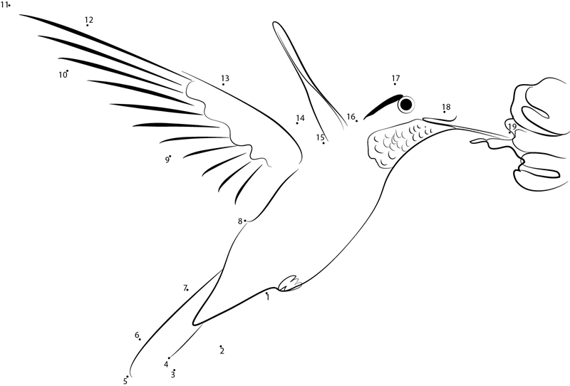 Beauty Ruby Throated Hummingbird printable dot to dot worksheet