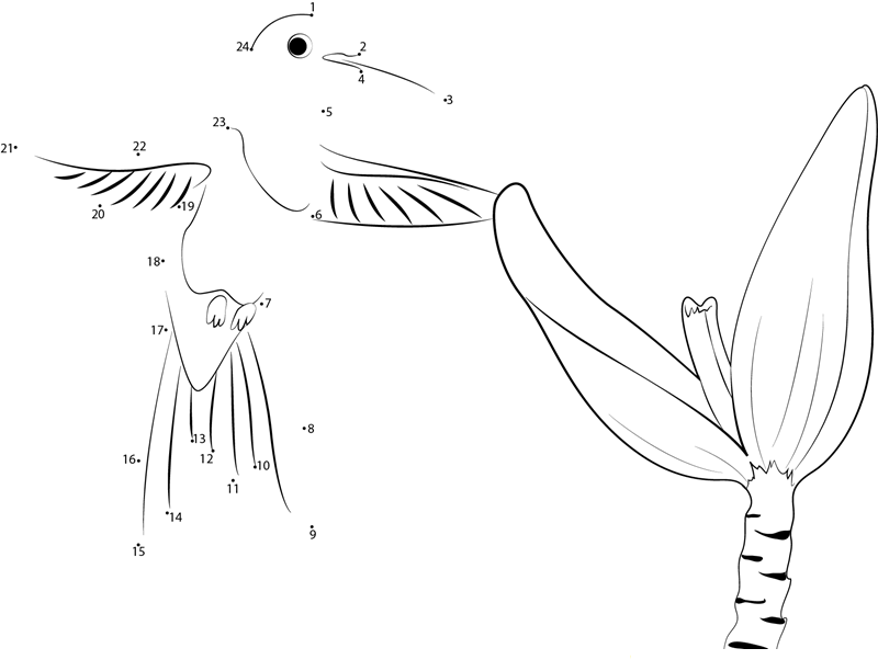 Bee Hummingbird printable dot to dot worksheet