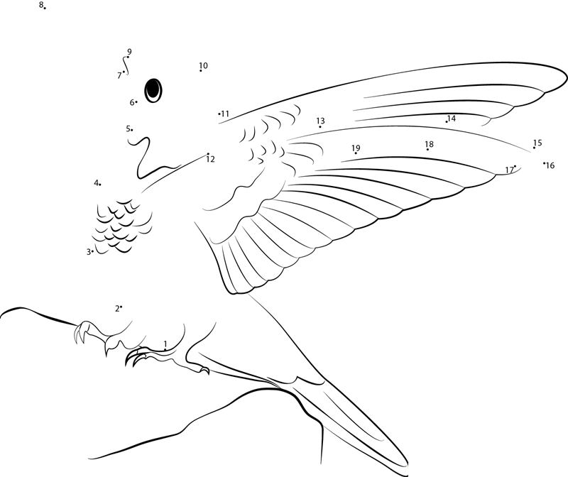 Blackchinned Hummingbird dot to dot worksheets