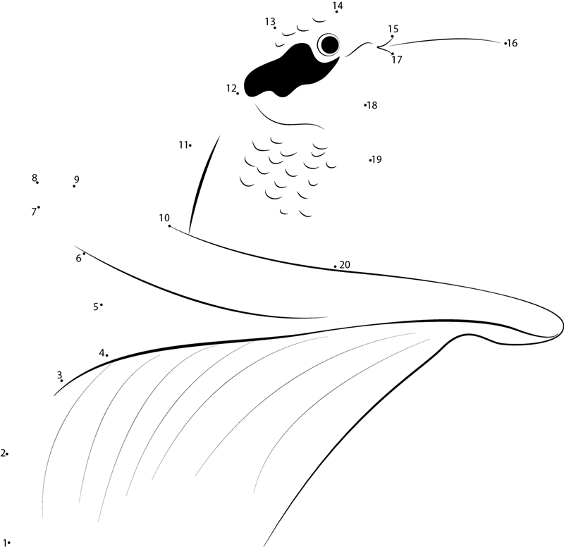 Bluethroated Hummingbird dot to dot worksheets