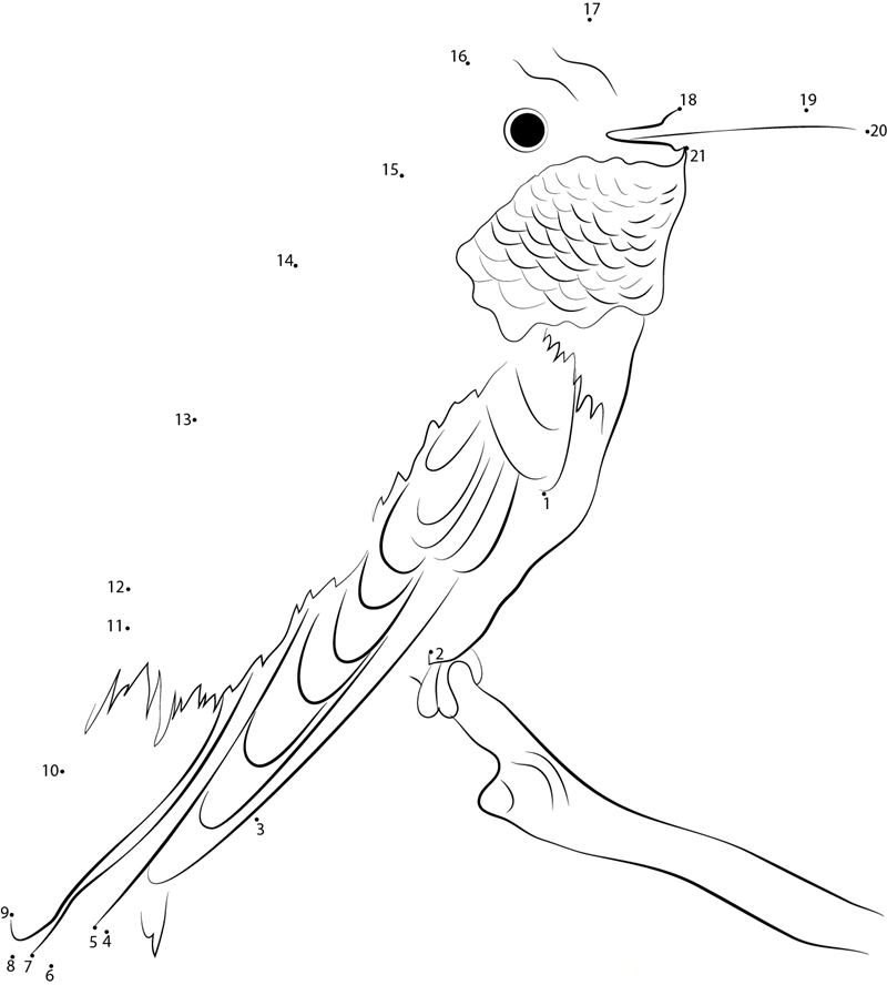 Broad Tailed Hummingbird printable dot to dot worksheet