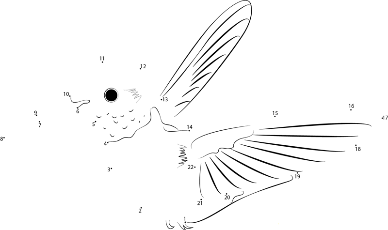 Close Up Hummingbird dot to dot worksheets