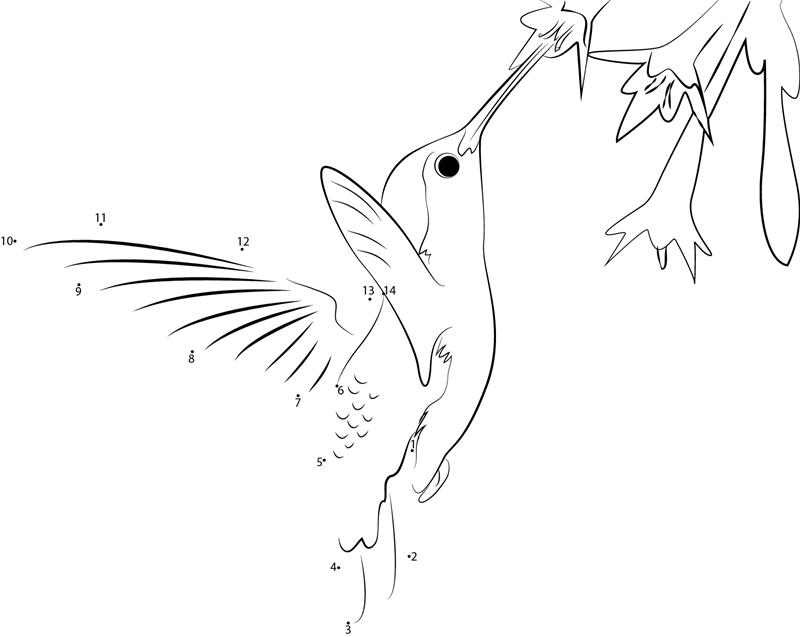 Costa X27 S Hummingbird printable dot to dot worksheet