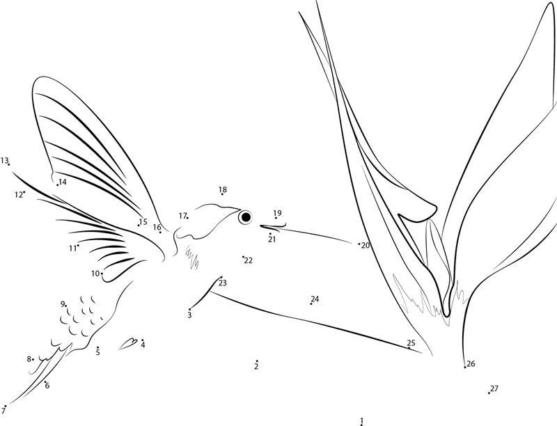 Hummingbird Feeding On Bird Of Paradise printable dot to dot worksheet