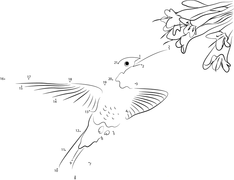 Hummingbird With Flowers printable dot to dot worksheet