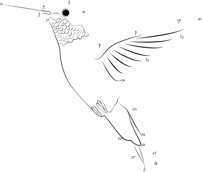 Mangrove Hummingbird printable dot to dot worksheet