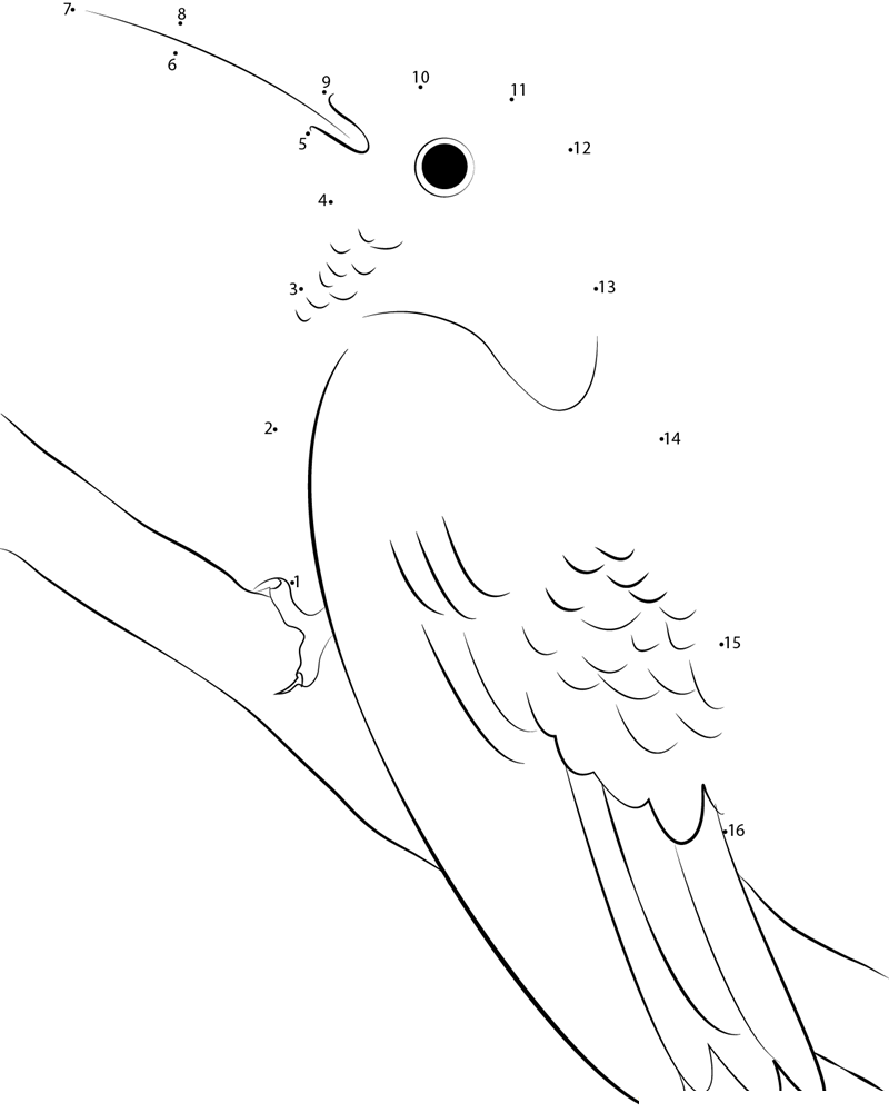 Pretty Hummingbird dot to dot worksheets