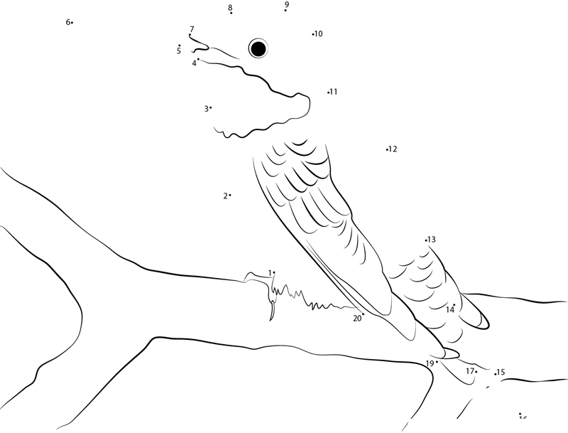 Ruby Throated Hummingbird dot to dot worksheets