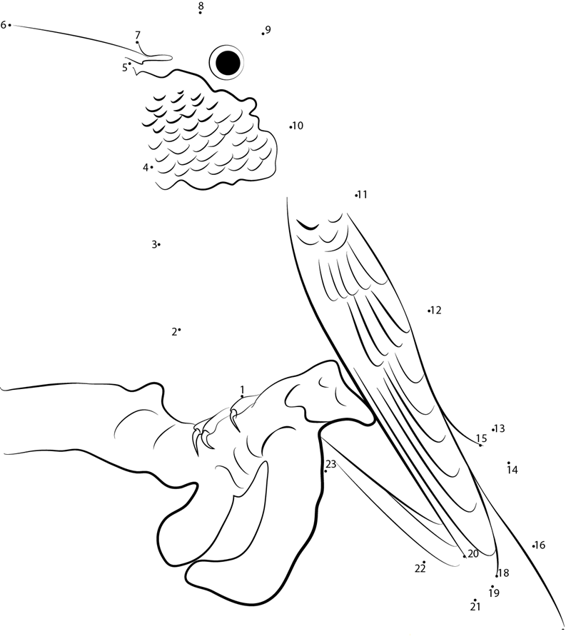 Rufous Hummingbird printable dot to dot worksheet