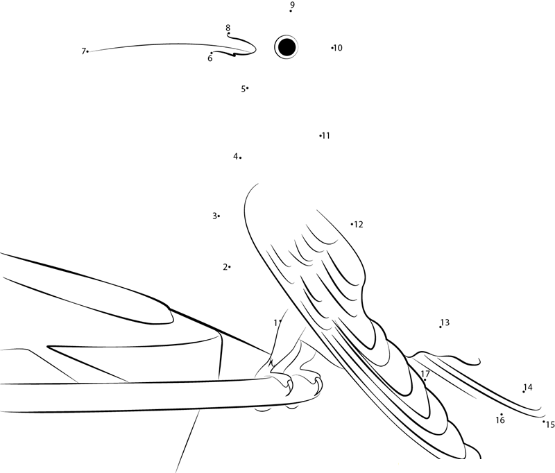 Whitethroated Hummingbird dot to dot worksheets