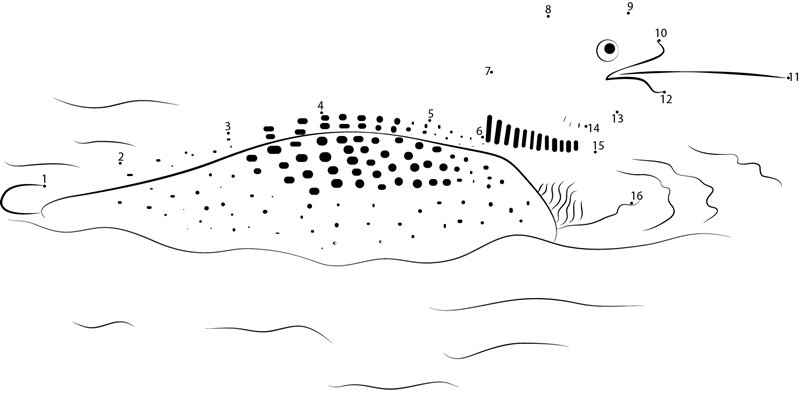 Beautiful Loon Bird dot to dot worksheets