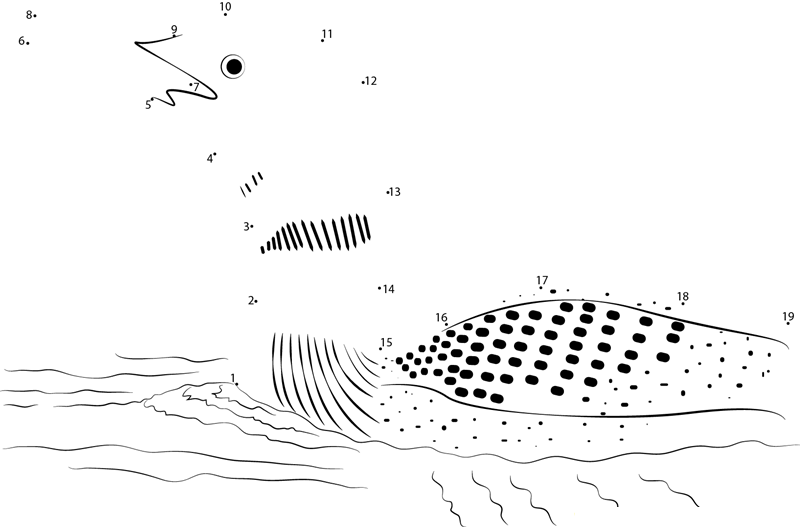 Close Up Of Common Loon dot to dot worksheets