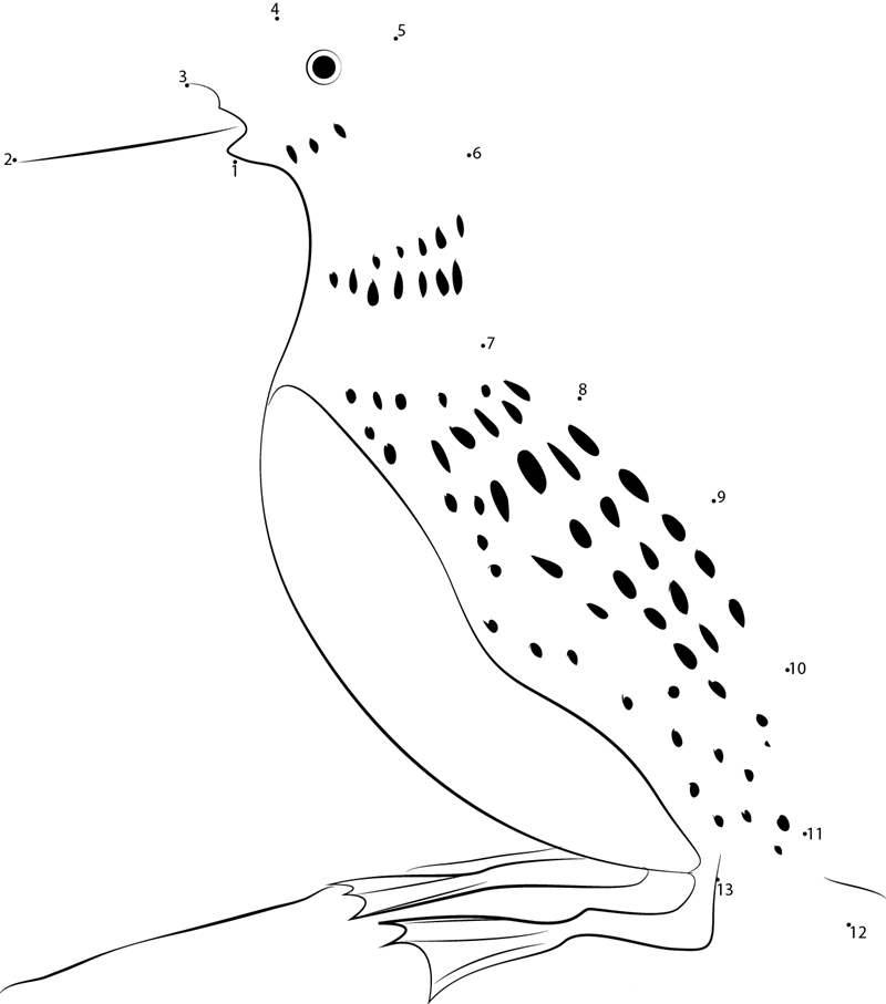 Common Loon dot to dot worksheets