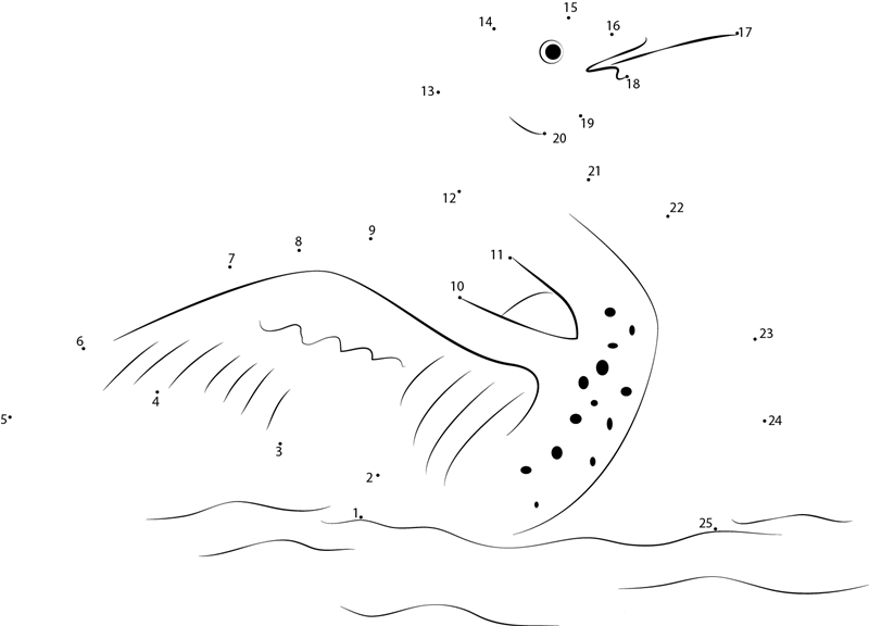 Common Loon Immature printable dot to dot worksheet