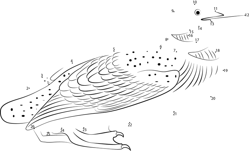 Gavia dot to dot worksheets