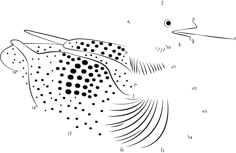 Loon Bird printable dot to dot worksheet