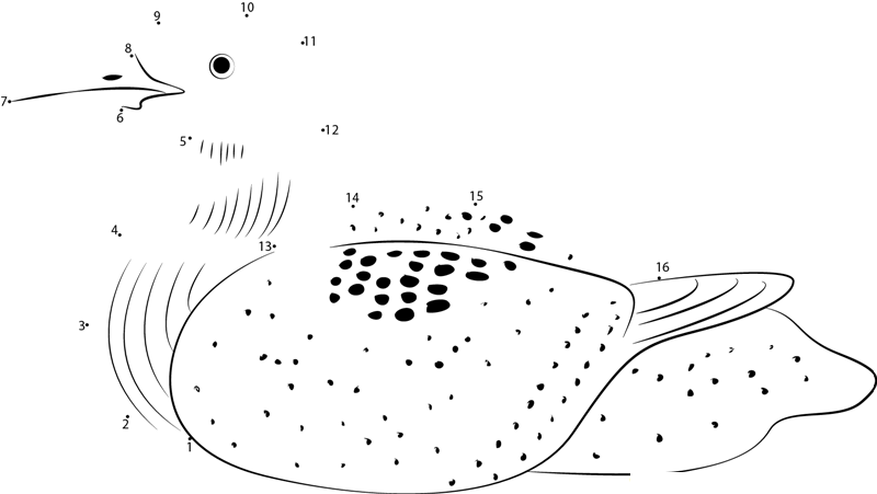 Loon Watch printable dot to dot worksheet